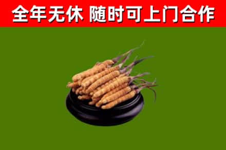 新余回收冬虫夏草